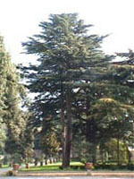 Msa Cedrus Libani 50 ml