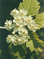 Msa Crataegus Oxyaca 50 ml