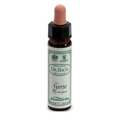 Ainsworths Gorse 10 ml