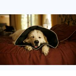 Comfy Cone Large 25 cm